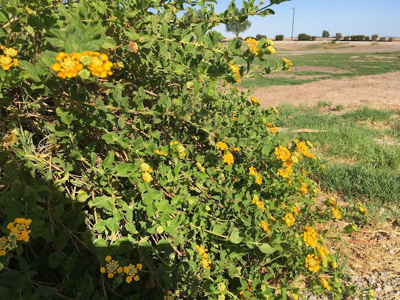 Perricone Park - Somerton, AZ