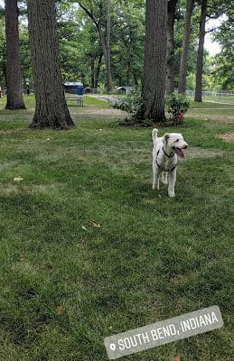 Rum Village Dog Park