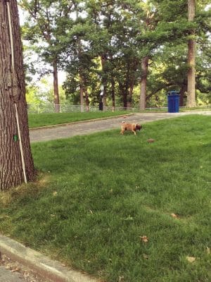 Rum Village Dog Park