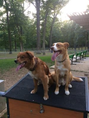 Rum Village Dog Park