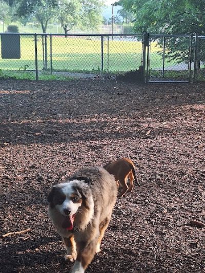 Joplin Dog Park - South Charleston, WV