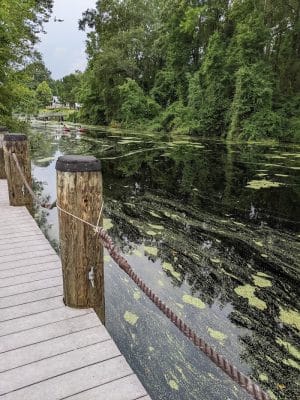 Dismal Swamp State Park - South Mills, NC