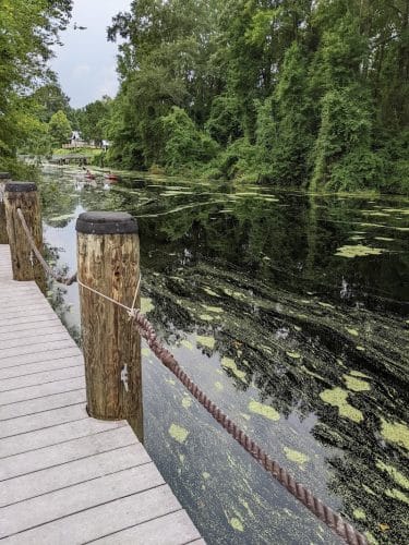 Dismal Swamp State Park - South Mills, NC