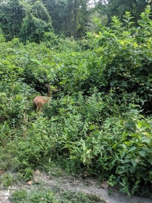 Dismal Swamp Trail