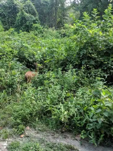 Dismal Swamp Trail - South Mills, NC