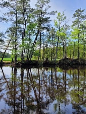 Dismal Swamp Trail