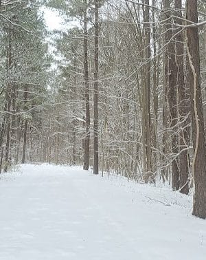Dismal Swamp Trail
