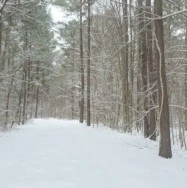 Dismal Swamp Trail - South Mills, NC