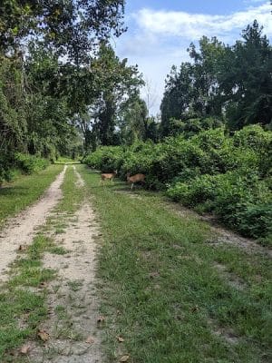Dismal Swamp Trail