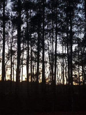 Dismal Swamp Trail