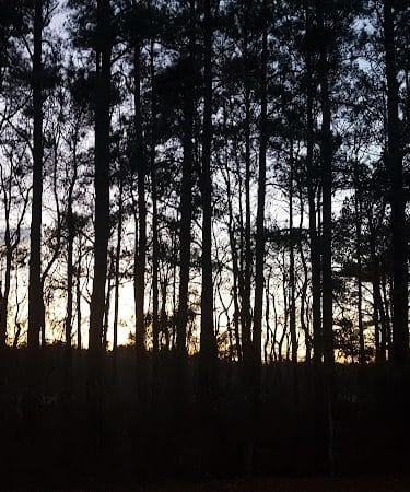 Dismal Swamp Trail - South Mills, NC