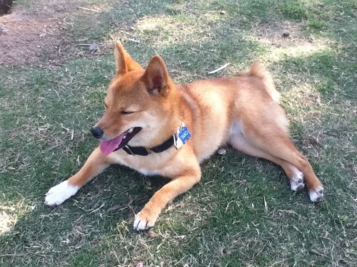 South Ogden Dog Park - South Ogden, UT