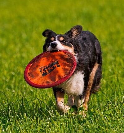 South Ogden Dog Park - South Ogden, UT