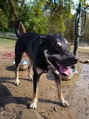 South Park Dog Park #2