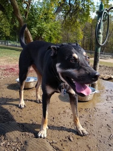 South Park Dog Park #2