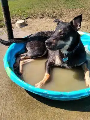 South Park Dog Park #2