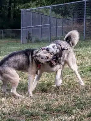 South Park Dog Park #2