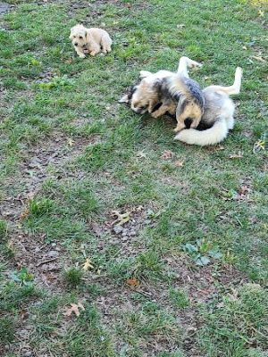 South Park Dog Park #2