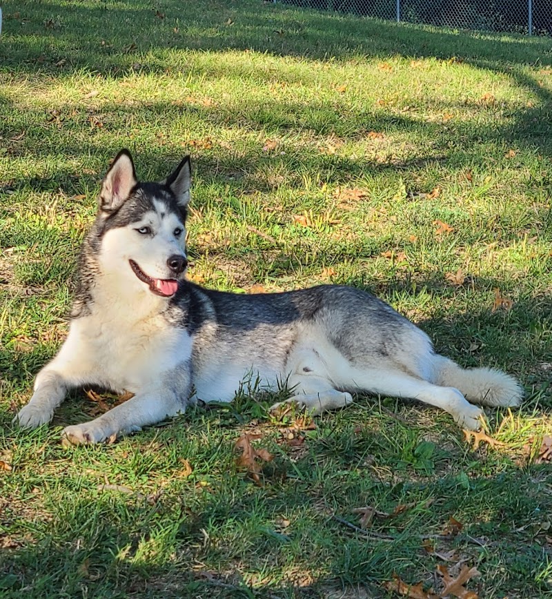 South Park Dog Park #2 - South Park Township, PA