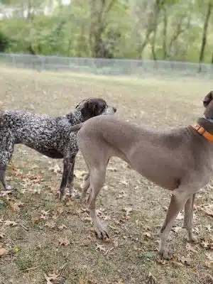 South Park Dog Park #2