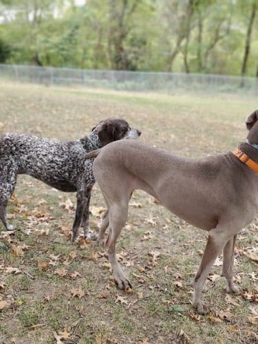 South Park Dog Park #2