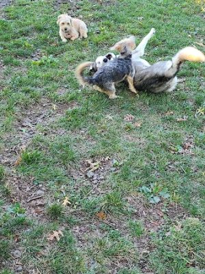 South Park Dog Park #2