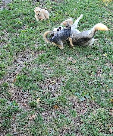 South Park Dog Park #2