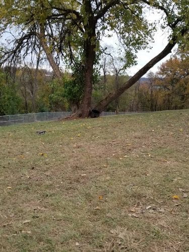 South Park Dog Park #2