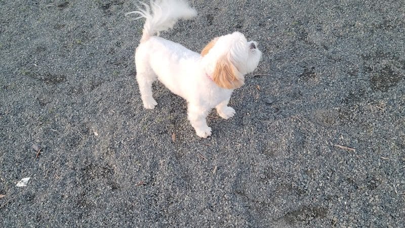 Southside Dog Park - South Plainfield, NJ