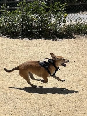 Centennial Dog Park - South San Francisco, CA