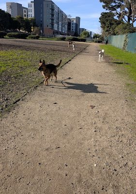 Centennial Dog Park - South San Francisco, CA