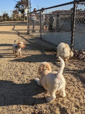Centennial Dog Park - South San Francisco, CA