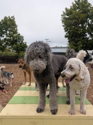 Centennial Dog Park - South San Francisco, CA