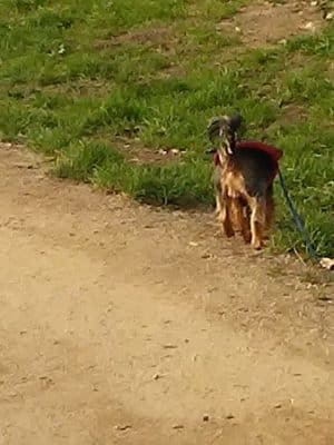 Centennial Dog Park - South San Francisco, CA