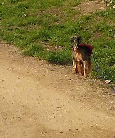 Centennial Dog Park - South San Francisco, CA