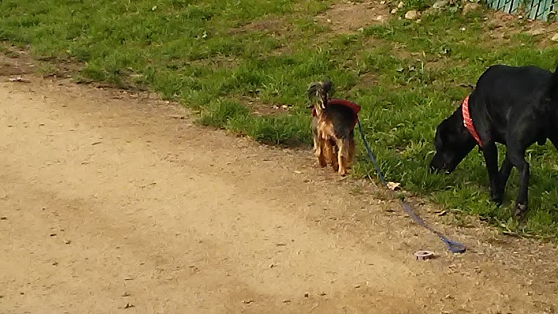 Centennial Dog Park - South San Francisco, CA