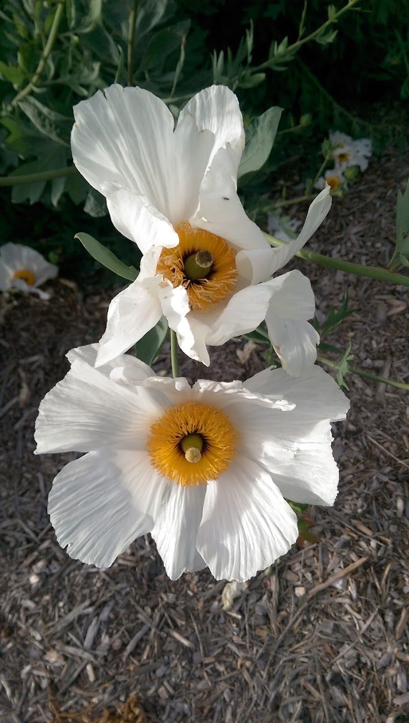 Centennial Dog Park - South San Francisco, CA