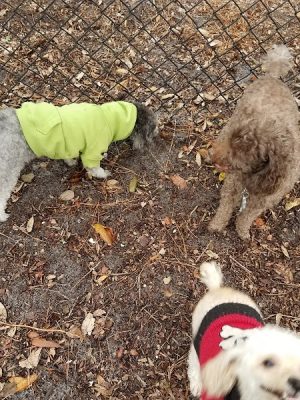 Salty Dog Dog Park