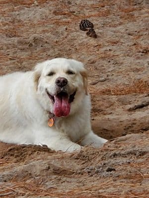 Salty Dog Dog Park