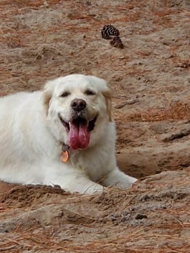 Salty Dog Dog Park