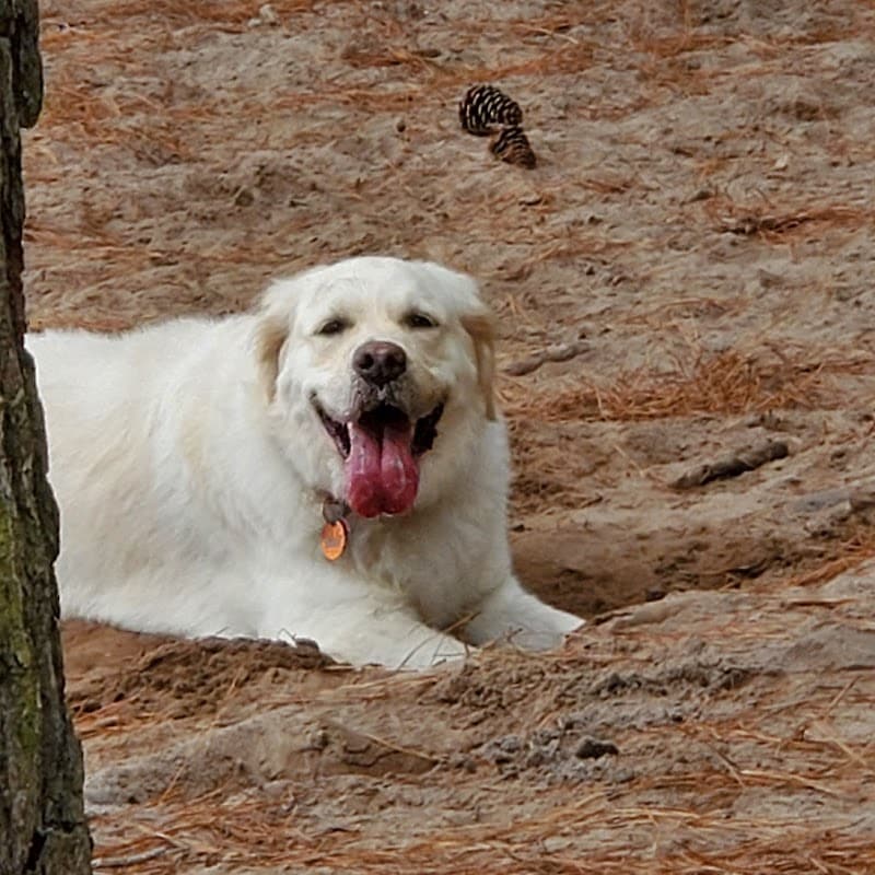 Salty Dog Dog Park - Southport, NC