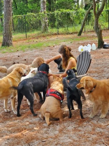 Salty Dog Dog Park