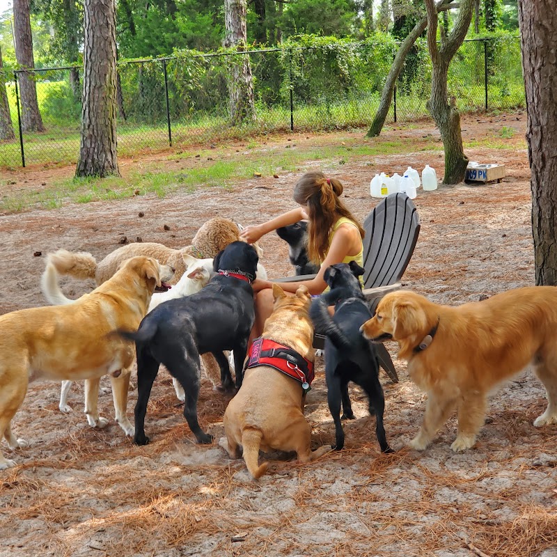 Salty Dog Dog Park - Southport, NC