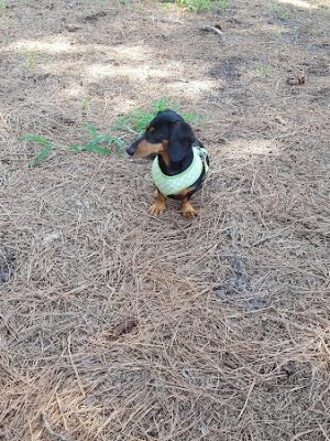 Salty Dog Dog Park
