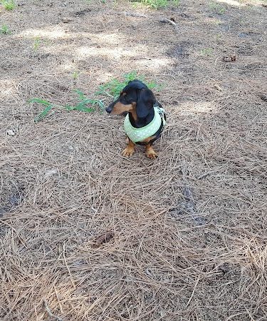 Salty Dog Dog Park