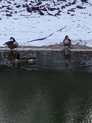 Rose Turner Park - Spencerport, NY
