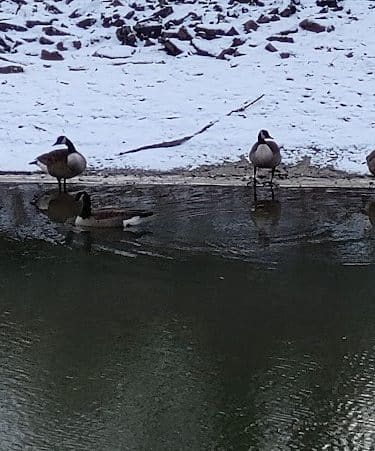 Rose Turner Park - Spencerport, NY