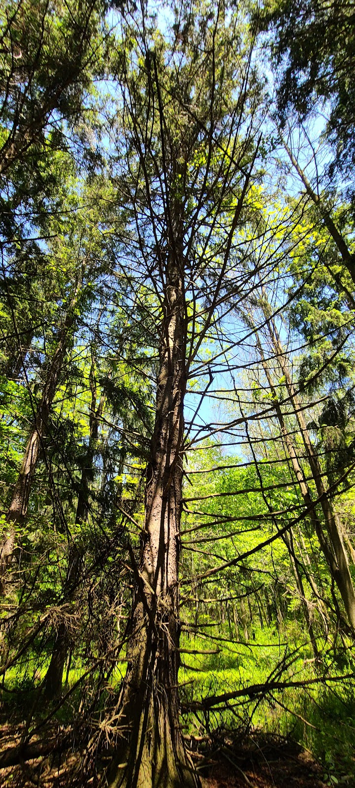 Rose Turner Park - Spencerport, NY