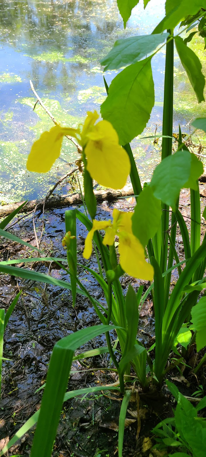 Rose Turner Park - Spencerport, NY
