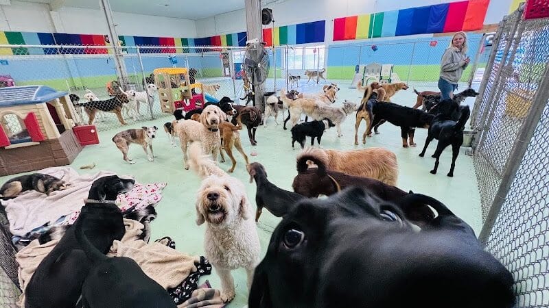 Doggyland Daycare & Boarding - Spokane Valley, WA